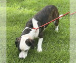 Small #3 Mutt