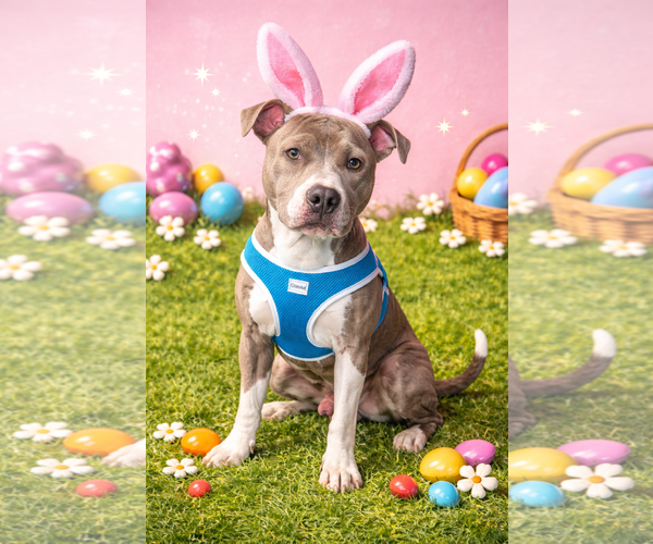 Medium Photo #1 Mutt Puppy For Sale in Cape May, NJ, USA