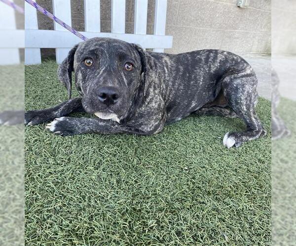 Medium Photo #1 Mutt Puppy For Sale in Modesto, CA, USA
