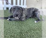 *TIGER LILY - Female Mutt Dog for Adoption - Small photo
