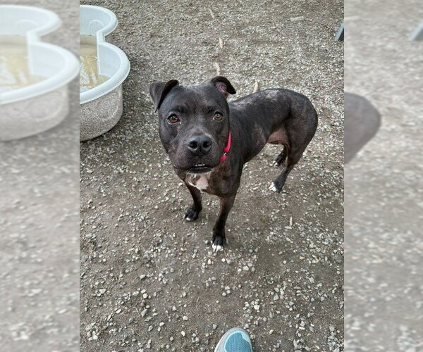 Medium Photo #2 Mutt Puppy For Sale in Elmsford, NY, USA