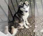 Small Siberian Husky