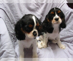 Medium Cavalier King Charles Spaniel