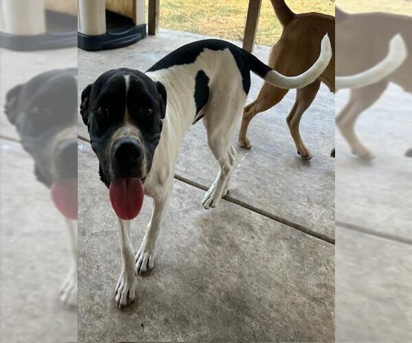 Medium Photo #1 Labrador Retriever Puppy For Sale in San Antonio, TX, USA