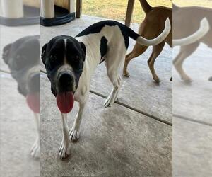 Labrador Retriever Dogs for adoption in San Antonio, TX, USA