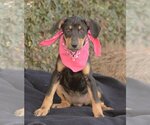 Small Photo #2 Doberman Pinscher-Pointer Mix Puppy For Sale in Dana Point, CA, USA