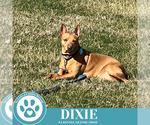 Small #5 Feist Terrier Mix