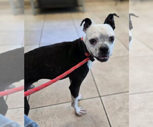 Boston Terrier Dogs for adoption in Huntington Beach, CA, USA