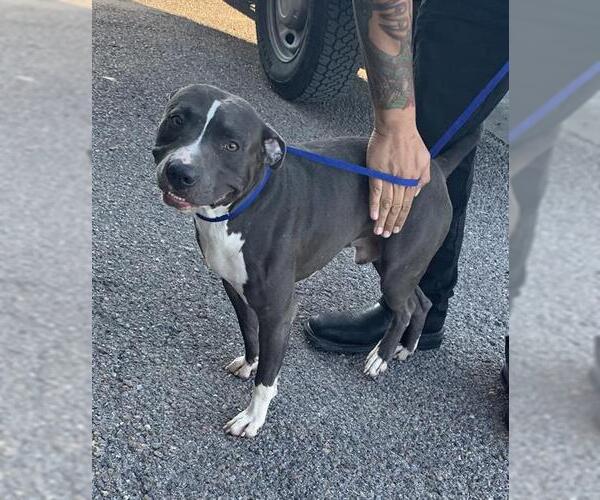 Medium Photo #1 Staffordshire Bull Terrier-Unknown Mix Puppy For Sale in Corpus Christi, TX, USA
