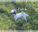 Small #28 Poodle (Toy)
