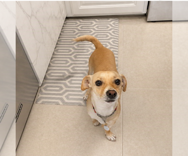 Medium Photo #2 Chihuahua Puppy For Sale in Menifee, CA, USA