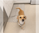 Small #1 Chihuahua