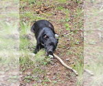 COSMO - Female American Pit Bull Terrier-Unknown Mix Dog for Adoption - Small photo