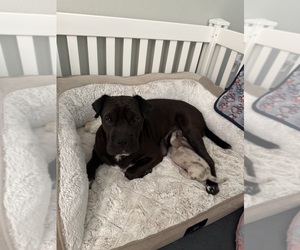 Mother of the Cocker-Pei puppies born on 06/28/2025