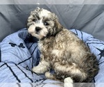 Small Photo #19 Zuchon Puppy For Sale in RENO, NV, USA