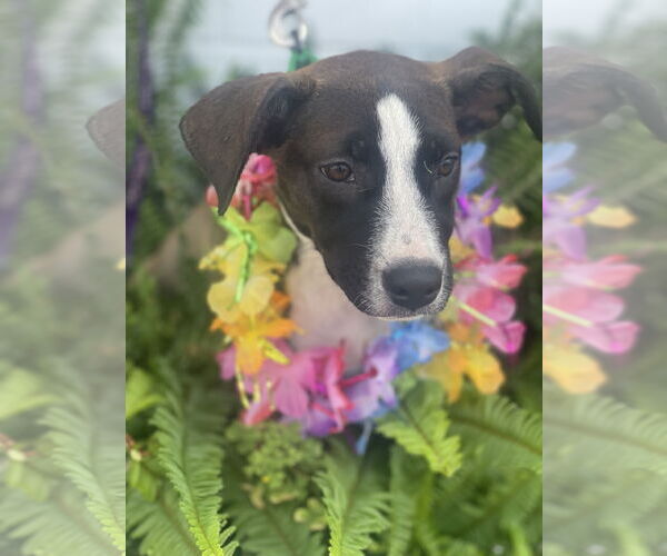 Medium Photo #9 Mutt Puppy For Sale in Mount Laurel, NJ, USA