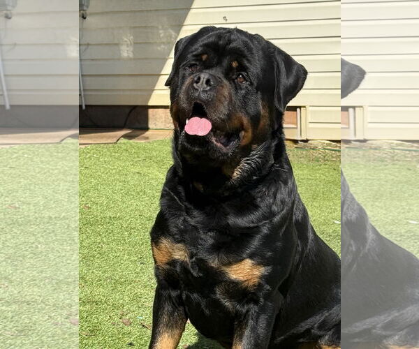 Medium Photo #2 Rottweiler Puppy For Sale in Mooresville, NC, USA