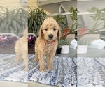 Small Photo #5 Labradoodle Puppy For Sale in FRESNO, CA, USA