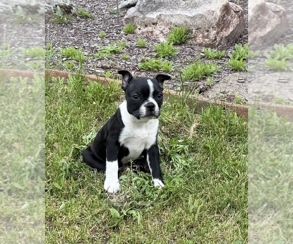 Medium Photo #11 Boston Terrier Puppy For Sale in ATHENS, WI, USA