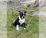 Small #10 Boston Terrier