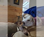 Small #7 Chihuahua Mix