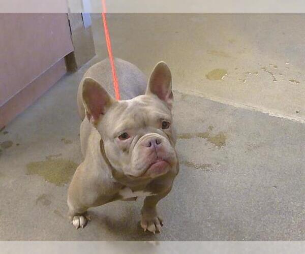 Medium Photo #1 French Bulldog-Unknown Mix Puppy For Sale in Sacramento, CA, USA