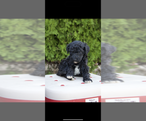 Poodle (Standard) Puppy for sale in SAN BERNARDINO, CA, USA