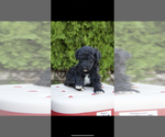 Image preview for Ad Listing. Nickname: Nala