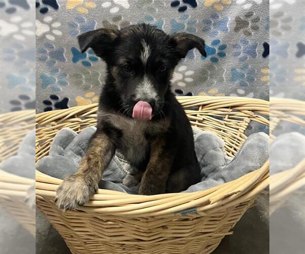 Medium Photo #1 Plott Hound Puppy For Sale in Rosenberg, TX, USA