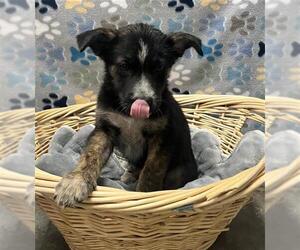 Plott Hound Dogs for adoption in Rosenberg, TX, USA