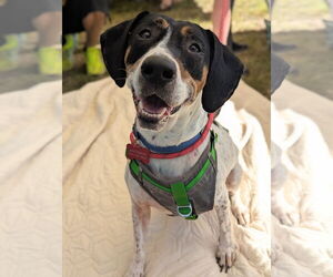 American Foxhound-Beagle Mix Dogs for adoption in Holly Springs, NC, USA