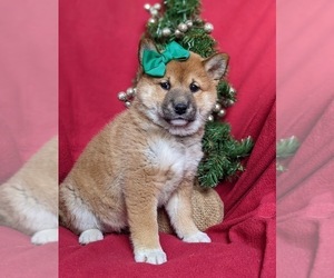 Shiba Inu Puppy for sale in OXFORD, PA, USA