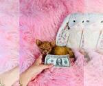 Small #18 Chihuahua