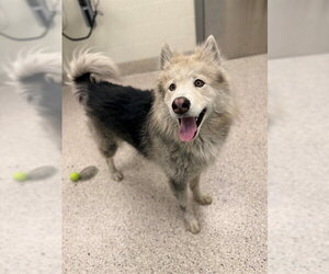 Alaskan Malamute Dogs for adoption in Brighton, CO, USA