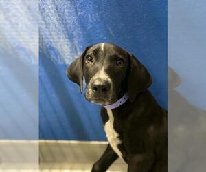 German Shorthaired Pointer-Unknown Mix Dogs for adoption in Visalia, CA, USA
