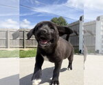 Small #3 Labrador Retriever Mix