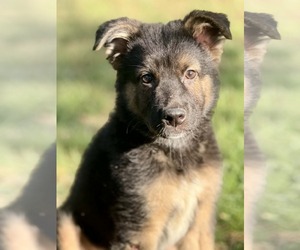 Border Collie Dogs for adoption in Holly Springs, NC, USA