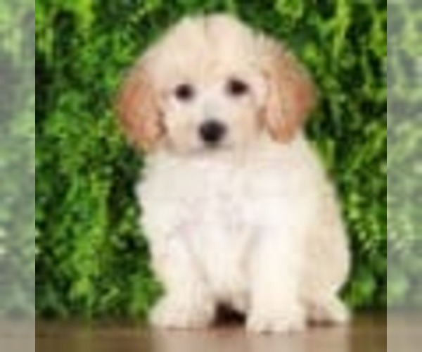 Medium Photo #1 Poochon Puppy For Sale in MOUNT VERNON, OH, USA