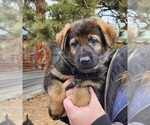 Small Photo #12 German Shepherd Dog Puppy For Sale in LIVERMORE, CO, USA