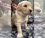 Puppy Biscuit Golden Retriever