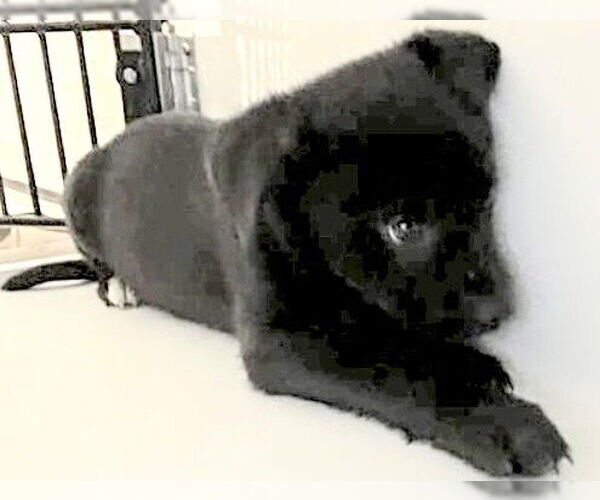 Medium Photo #1 Labrador Retriever Puppy For Sale in Houston, TX, USA