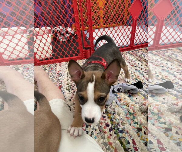Medium Photo #1 Mutt Puppy For Sale in Ball Ground, GA, USA