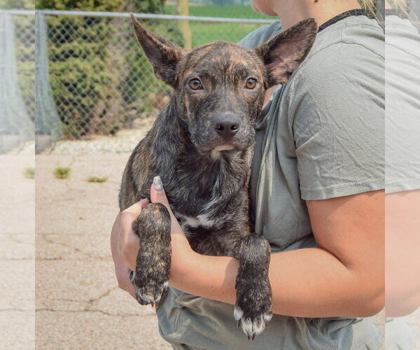 Medium Photo #3 Bo-Dach Puppy For Sale in Huntley, IL, USA