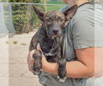 Small #2 Bo-Dach