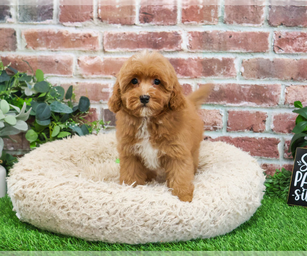 Medium Photo #25 Cavapoo (Miniature) Puppy For Sale in SYRACUSE, IN, USA