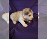 Small #4 Alaskan Malamute