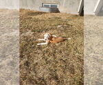 Small #1 American Pit Bull Terrier Mix