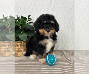 Bernedoodle (Miniature) Puppy for sale in GREENFIELD, IN, USA