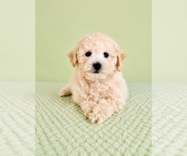 Medium Photo #5 Bichon Frise Puppy For Sale in GREENFIELD, IN, USA