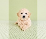Small #4 Bichon Frise